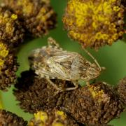 Stictopleurus punctatonervosus (Goeze, 1778)