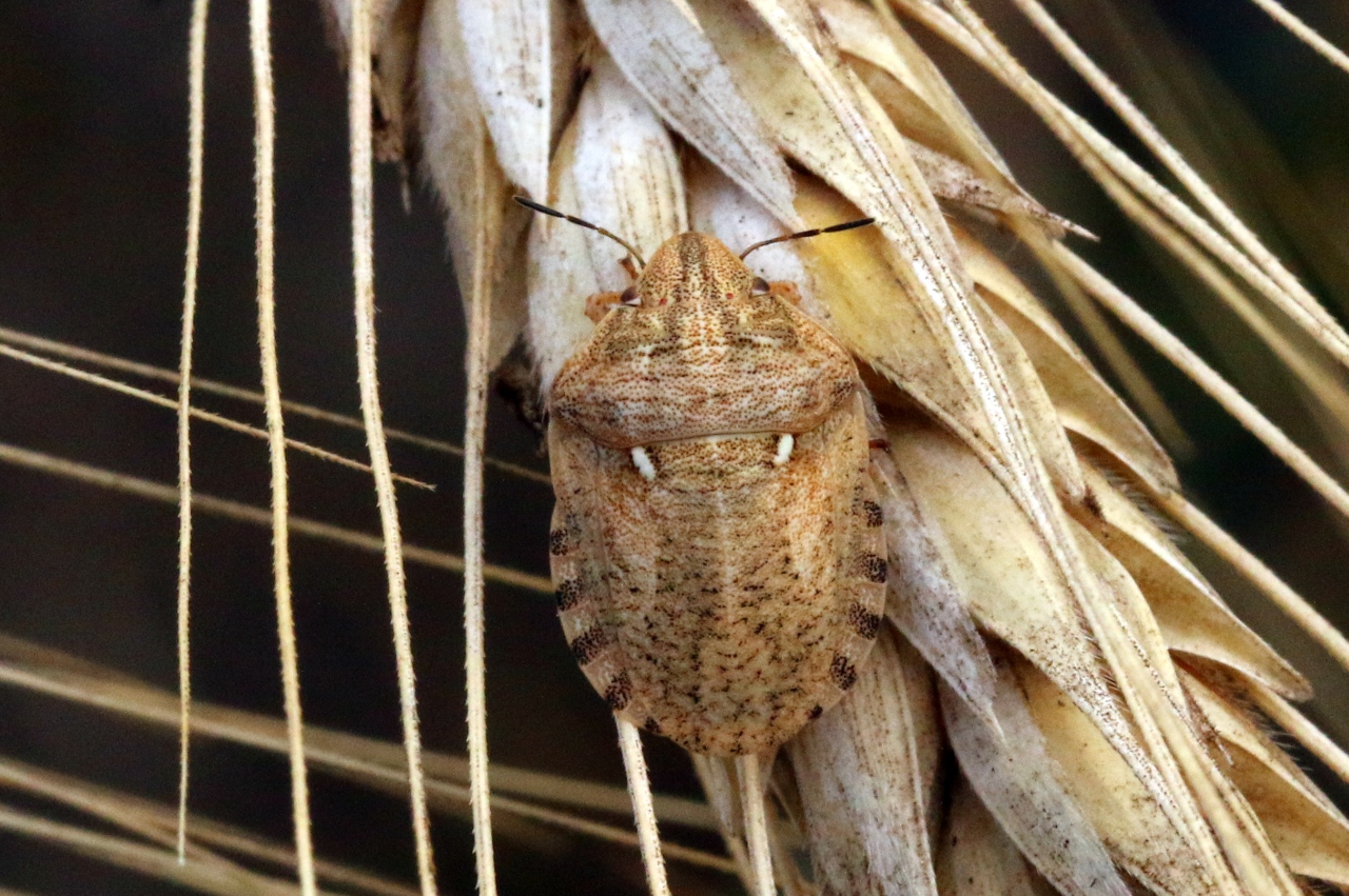 Eurygaster maura (Linnaeus, 1758) - Punaise des Céréales