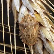 Eurygaster maura (Linnaeus, 1758) - Punaise des Céréales