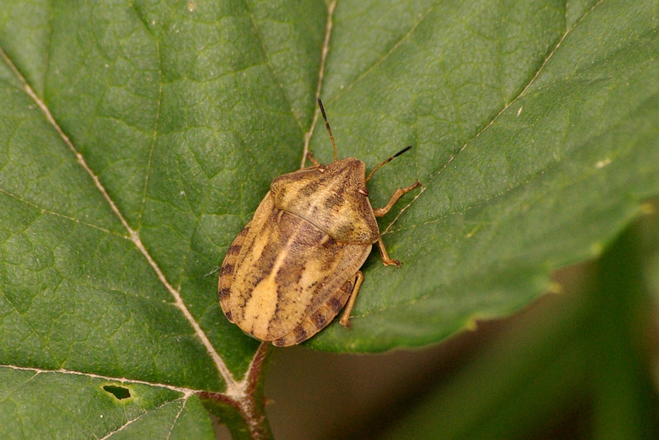 Eurygaster testudinaria (Geoffroy, 1785) - Punaise Tortue brune