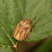 Eurygaster testudinaria (Geoffroy, 1785) - Punaise Tortue brune