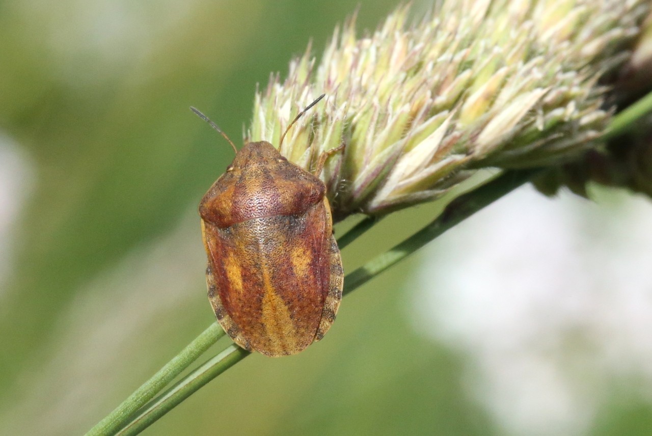 Eurygaster maura (Linnaeus, 1758) - Punaise des Céréales (femelle)