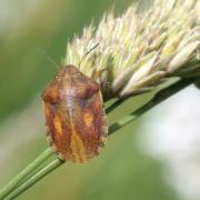 Eurygaster maura (Linnaeus, 1758) - Punaise des Céréales (femelle)