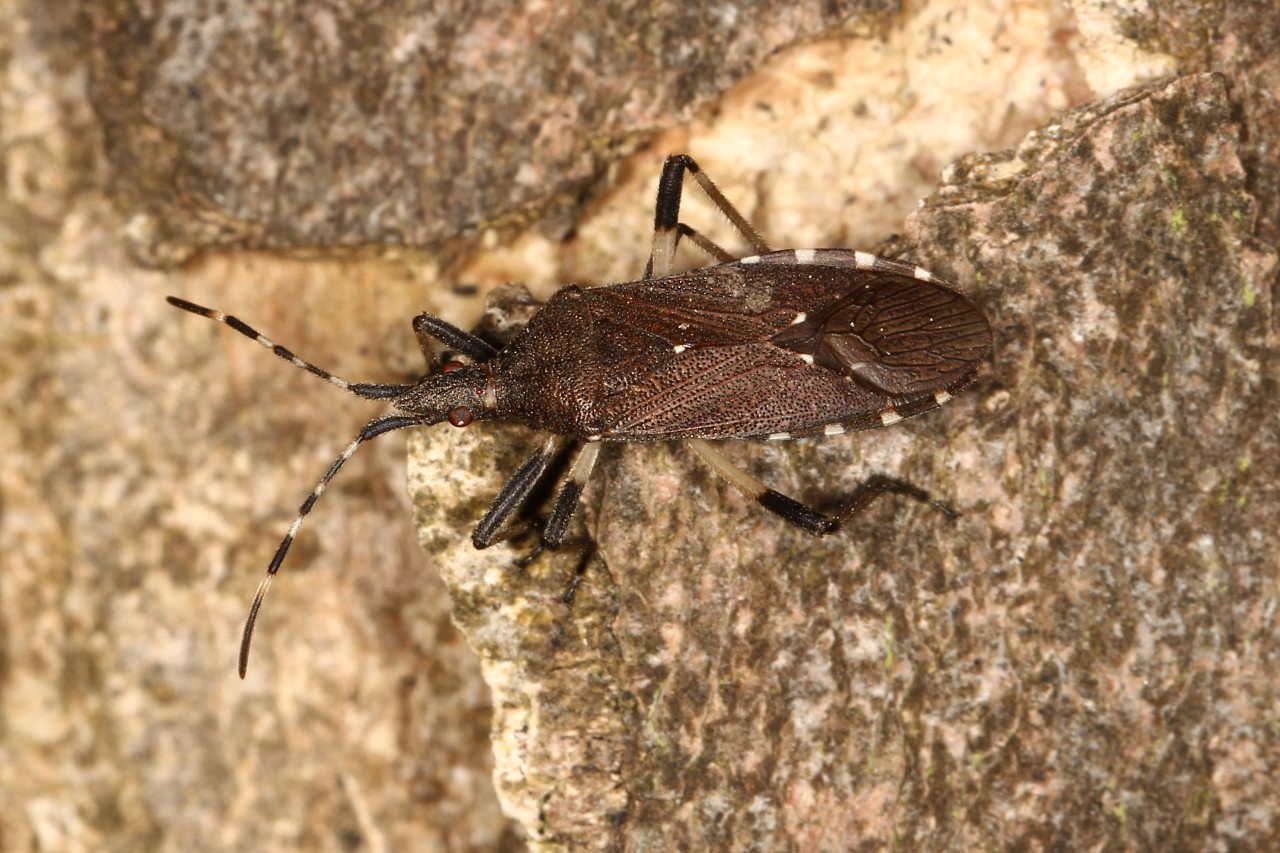 Dicranocephalus agilis (Scopoli, 1763)