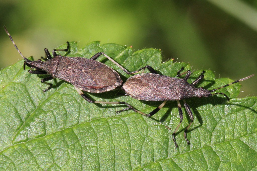 Dicranocephalus medius (Mulsant & Rey, 1870)