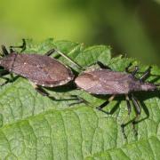 Dicranocephalus medius (Mulsant & Rey, 1870)