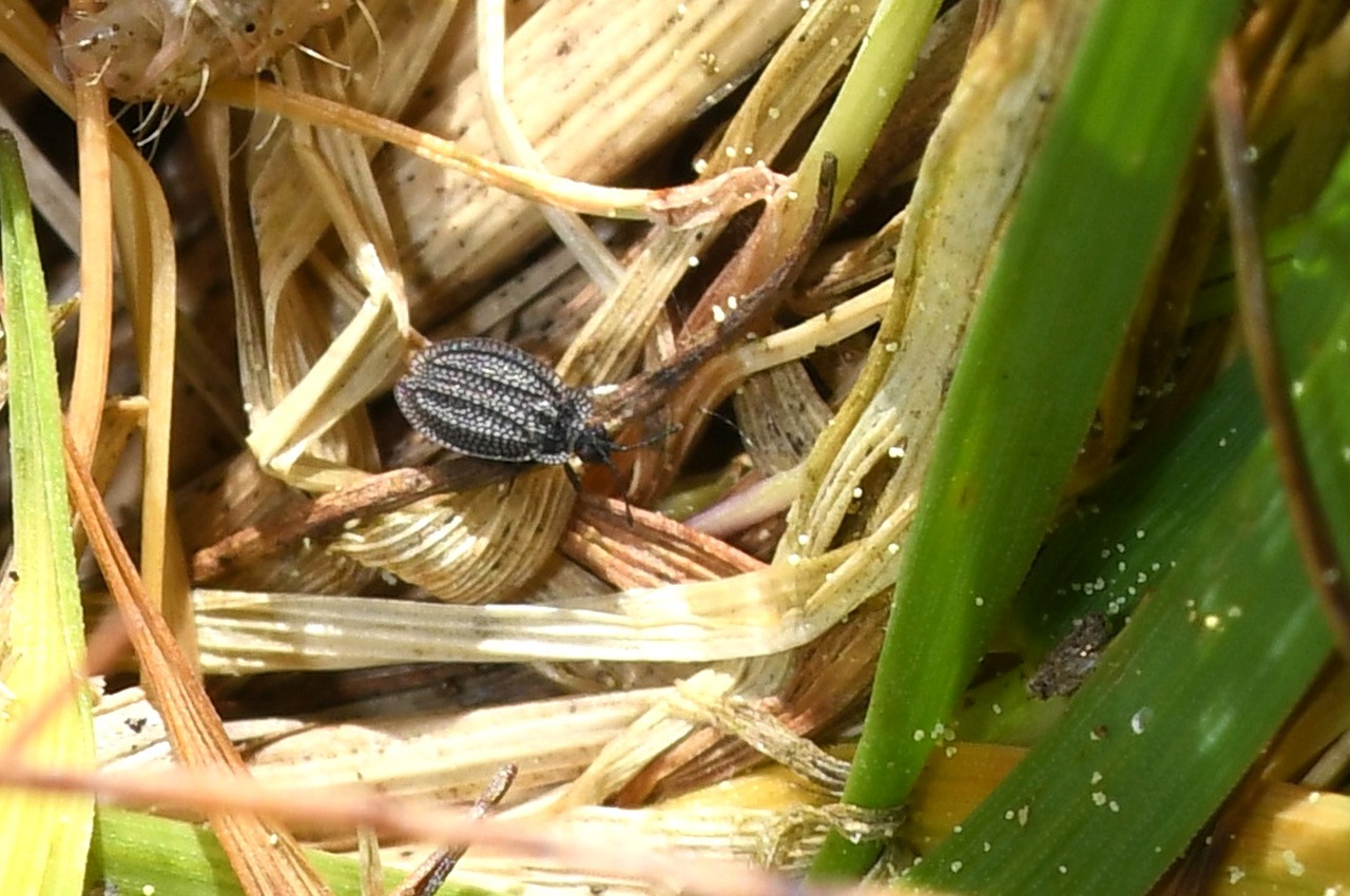 Acalypta marginata (Wolff, 1804) - (forme brachyptère)