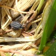 Acalypta marginata (Wolff, 1804) - (forme brachyptère)