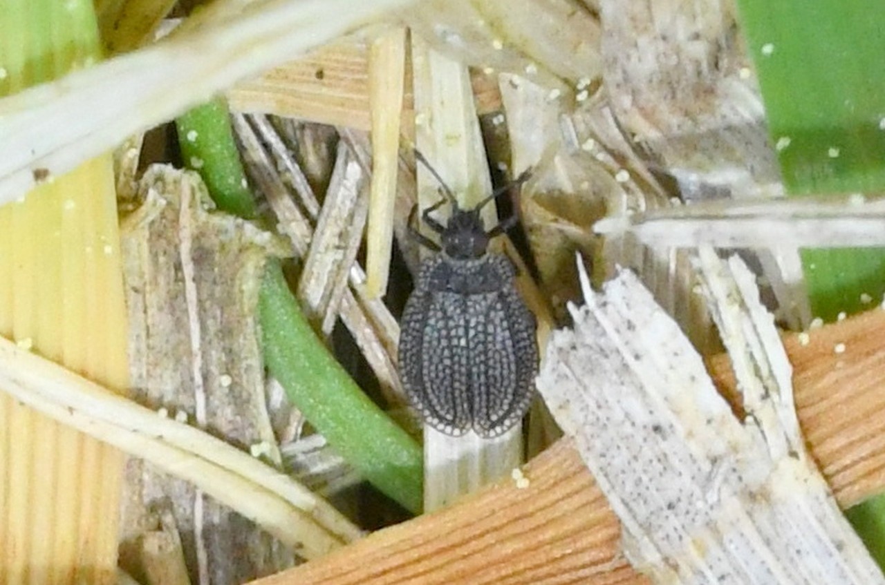 Acalypta marginata (Wolff, 1804) - (forme brachyptère)