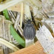 Acalypta marginata (Wolff, 1804) - (forme brachyptère)