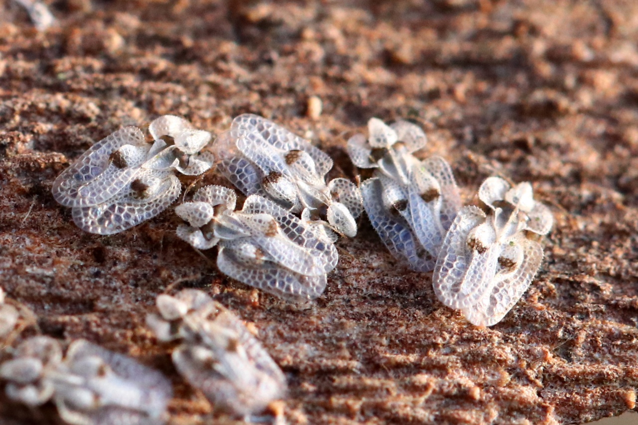 Corythucha ciliata (Say, 1832) - Tigre du Platane