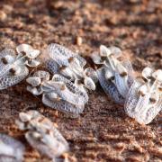 Corythucha ciliata (Say, 1832) - Tigre du Platane