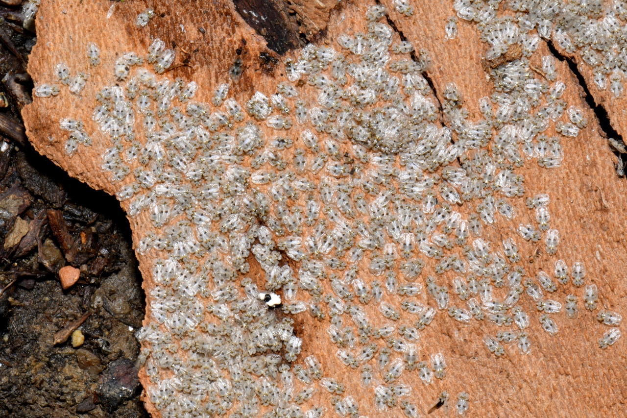 Corythucha ciliata (Say, 1832) - Tigre du Platane (pullulement)