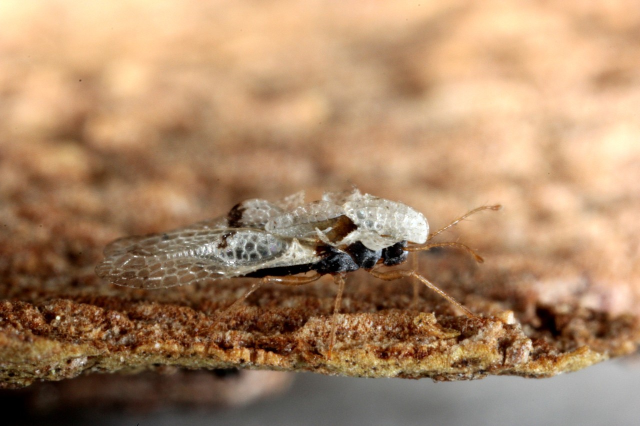 Corythucha ciliata (Say, 1832) - Tigre du Platane