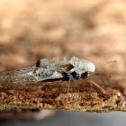 Corythucha ciliata (Say, 1832) - Tigre du Platane