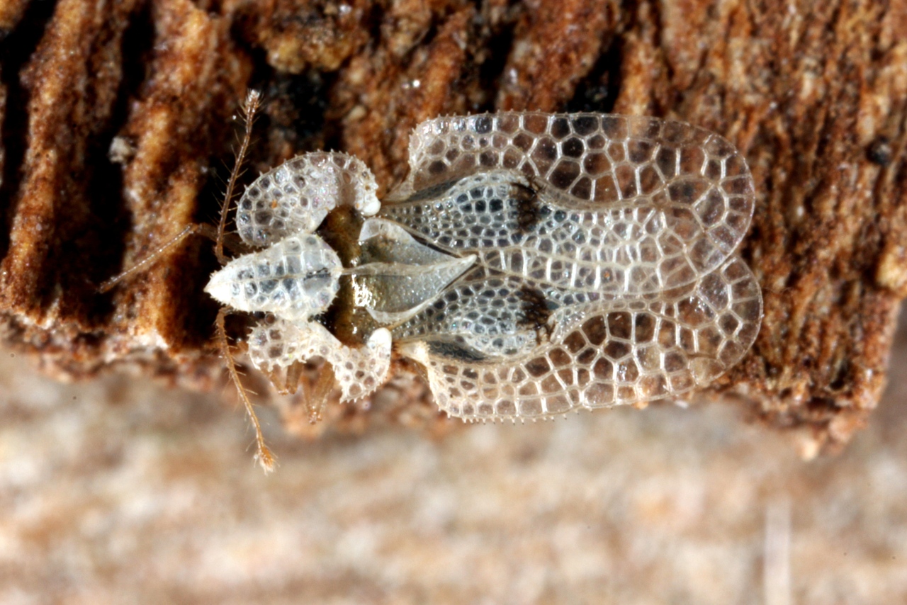 Corythucha ciliata (Say, 1832) - Tigre du Platane