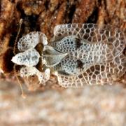 Corythucha ciliata (Say, 1832) - Tigre du Platane