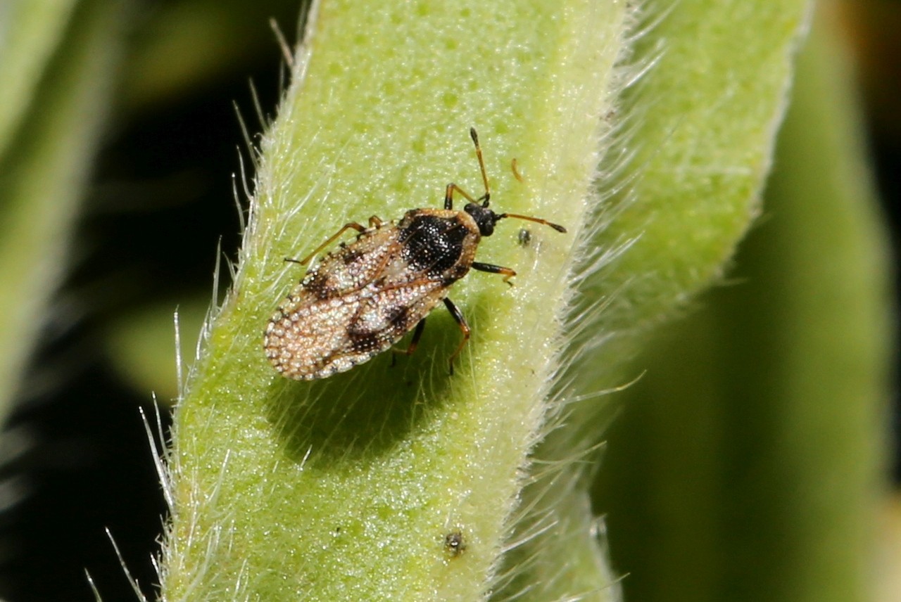 Dictyla echii (Schrank, 1782) - Tigre de la Vipérine