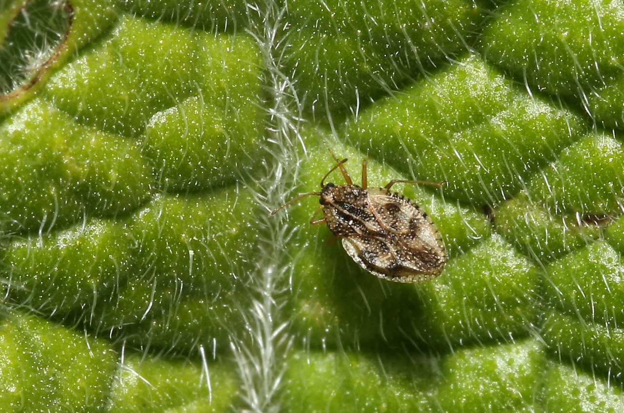 Dictyla humuli (Fabricius, 1794) - Tigre de la Consoude