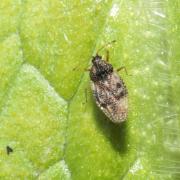 Dictyla humuli (Fabricius, 1794) - Tigre de la Consoude