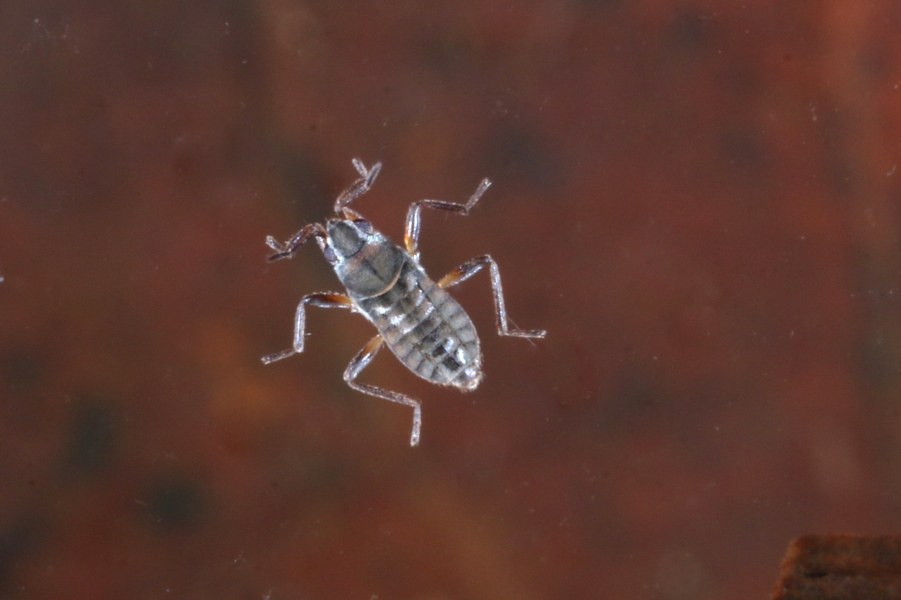 Microvelia pygmaea (Dufour, 1833) - Microvélie pygmée (larve)