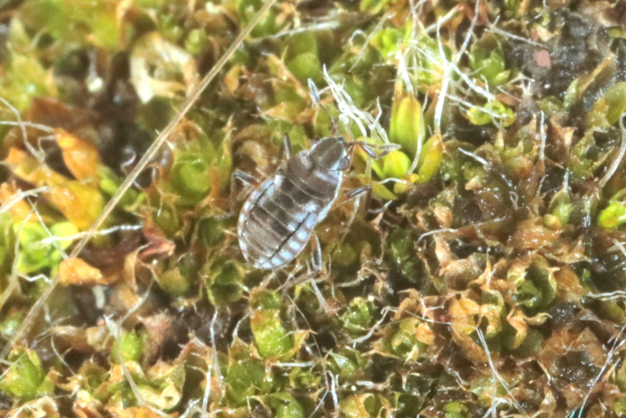 Microvelia reticulata (Burmeister, 1835) (femelle aptère)