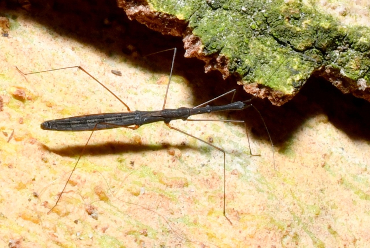 Hydrometra stagnorum (Linnaeus, 1758) - Hydromètre des étangs