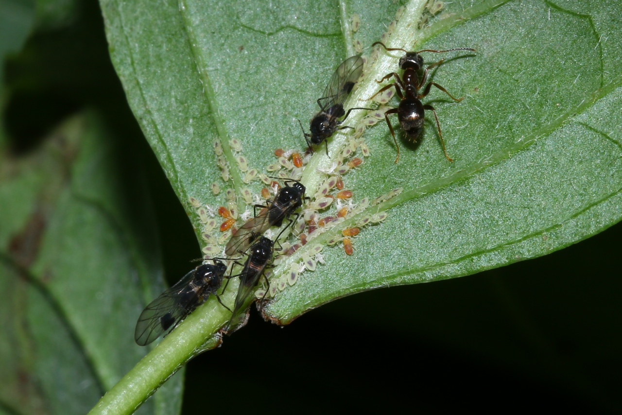 Anoecia corni (Fabricius, 1775) - Puceron du Cornouiller