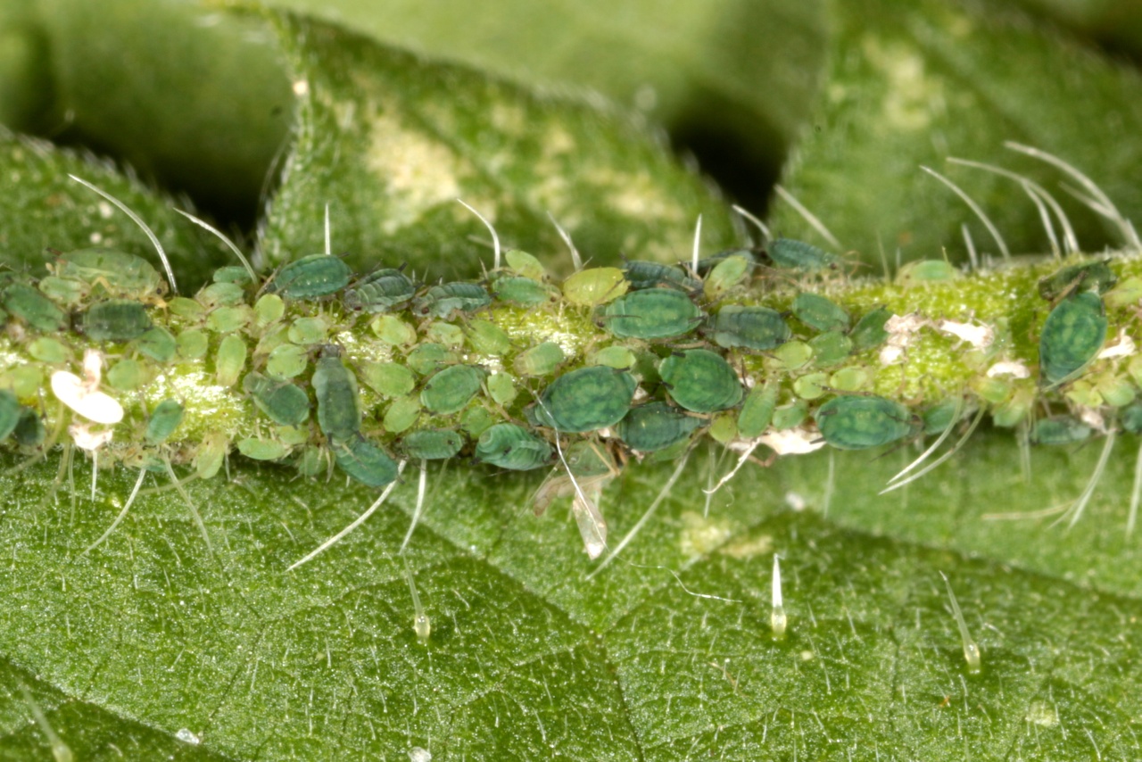 Aphis confusa Walker, 1849 - Puceron de la tige de Knautia