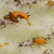 Aphis nerii Boyer de Fonscolombe, 1841 - Puceron du laurier rose 