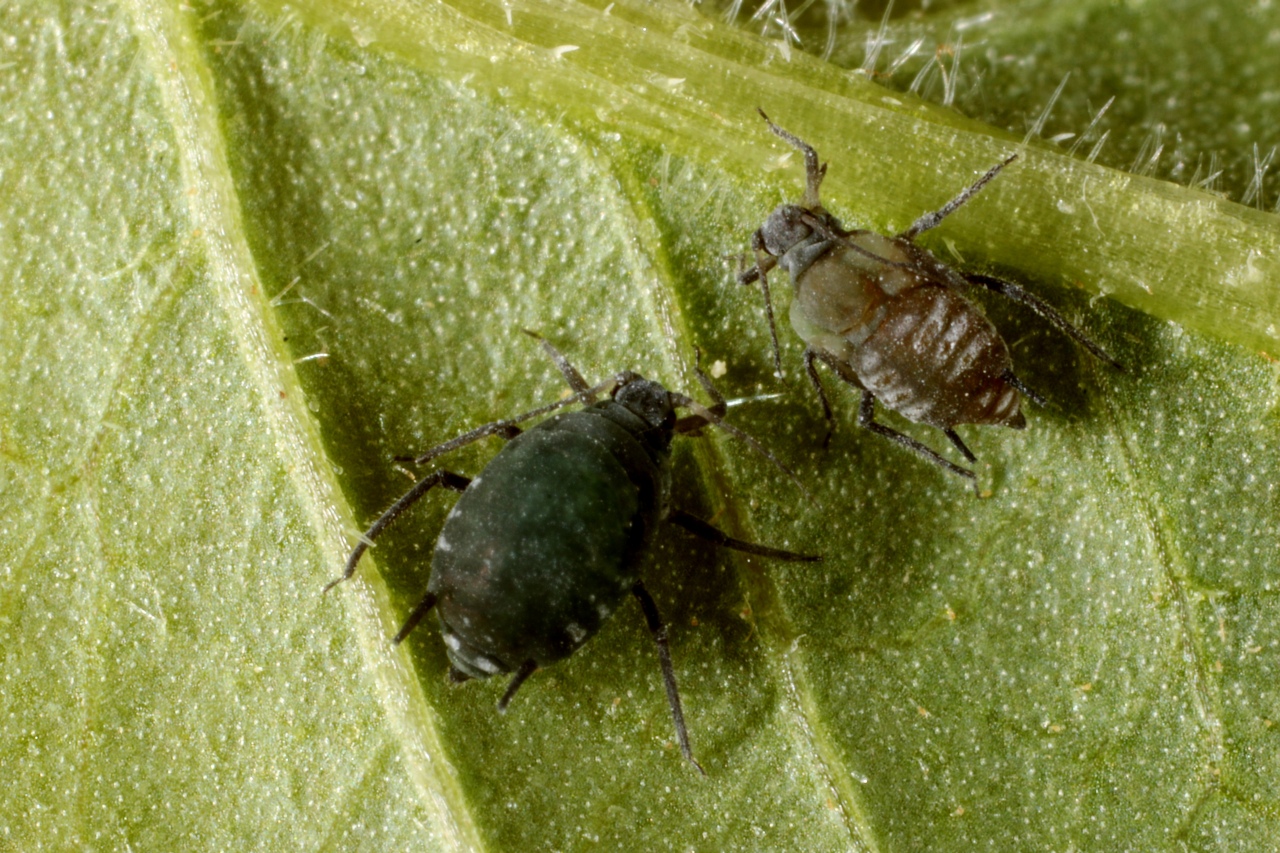 Aphis sambuci Linnaeus, 1758 - Puceron du Sureau