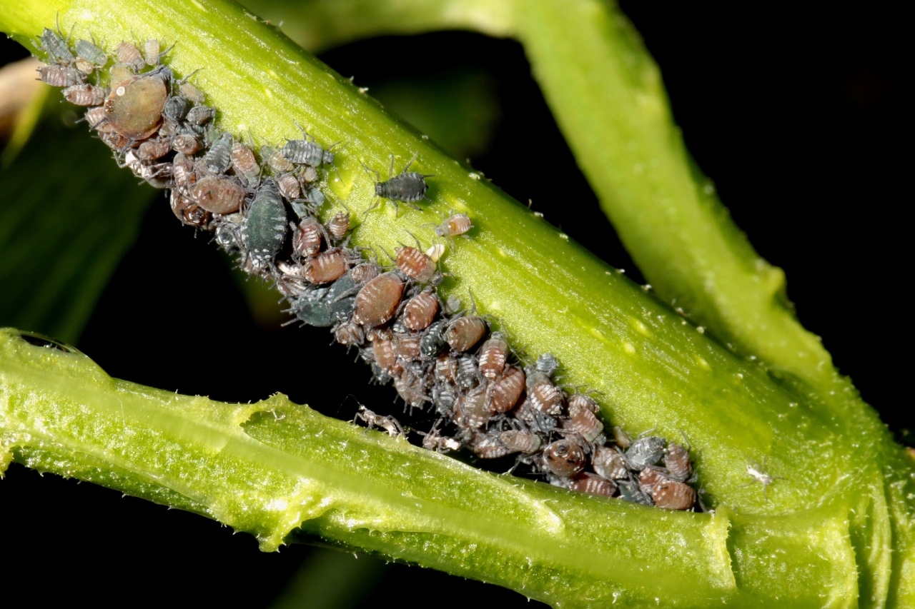 Aphis sambuci Linnaeus, 1758 - Puceron du Sureau