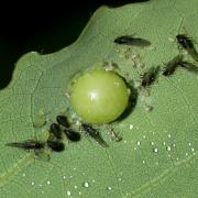 Chaitophorus sp - Puceron du Peuplier