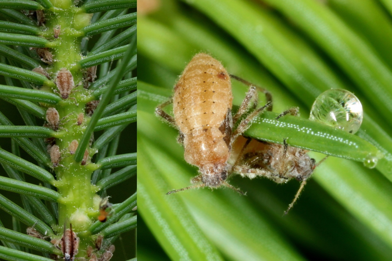 Cinara pilicornis (Hartig, 1841) - Puceron de l'Epicéa