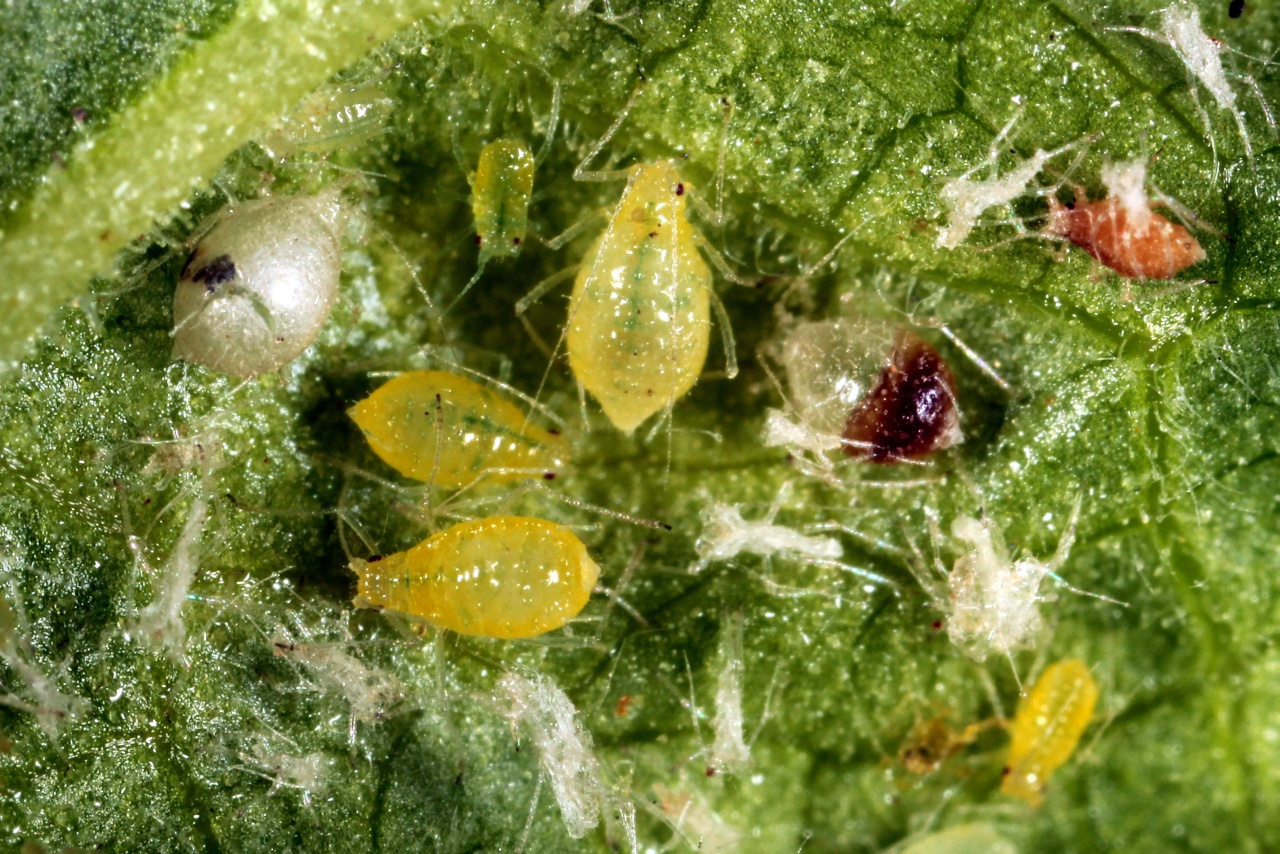 Cryptomyzus ribis (Linnaeus, 1758) - Puceron jaune du Groseillier à grappes