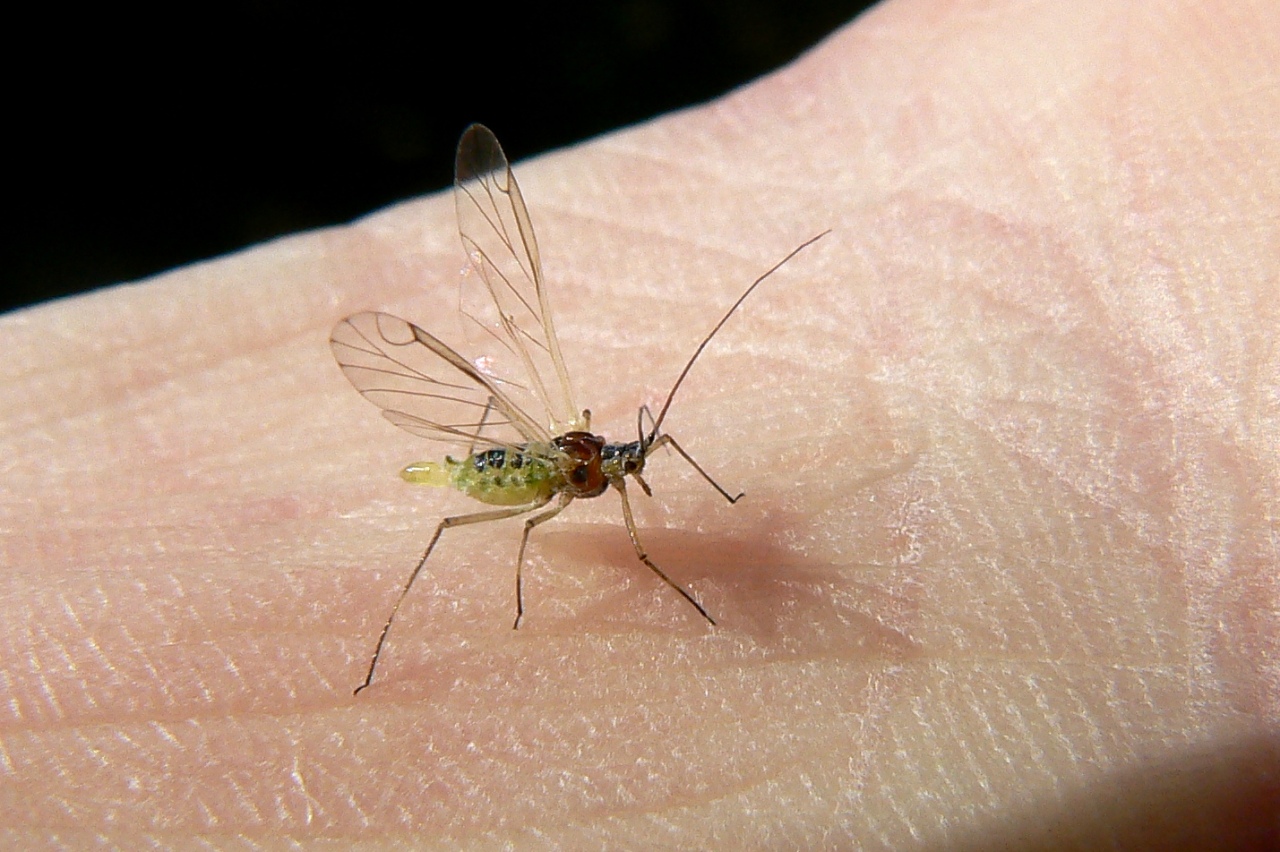 Euceraphis punctipennis (Zetterstedt, 1828) - Puceron du Bouleau