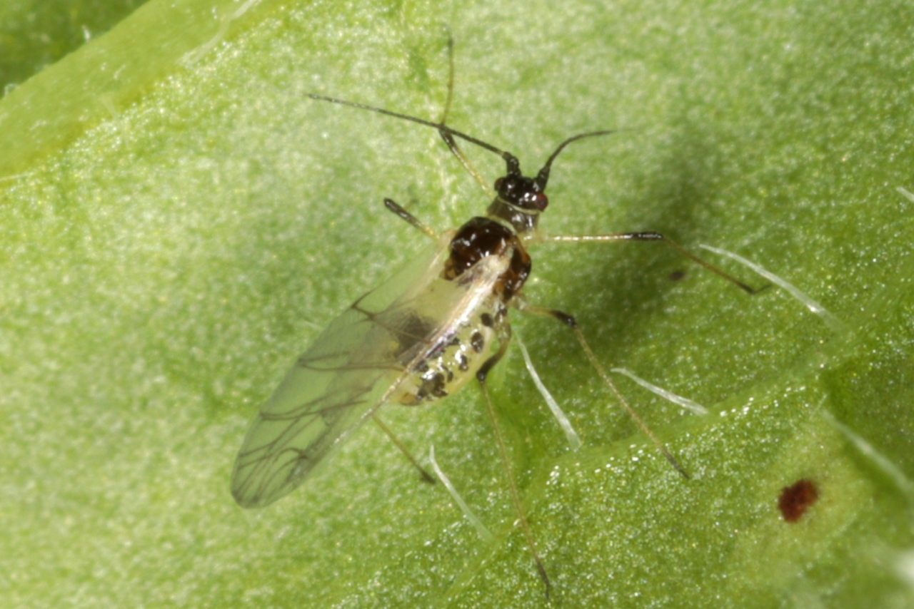 Hyperomyzus lampsanae (Börner, 1932) - Puceron de la Lampsane commune