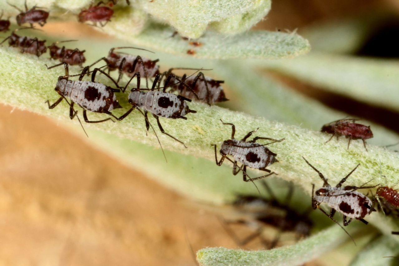 Macrosiphoniella absinthii (Linnaeus, 1758) - Puceron de l'Absinthe