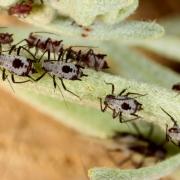 Macrosiphoniella absinthii (Linnaeus, 1758) - Puceron de l'Absinthe