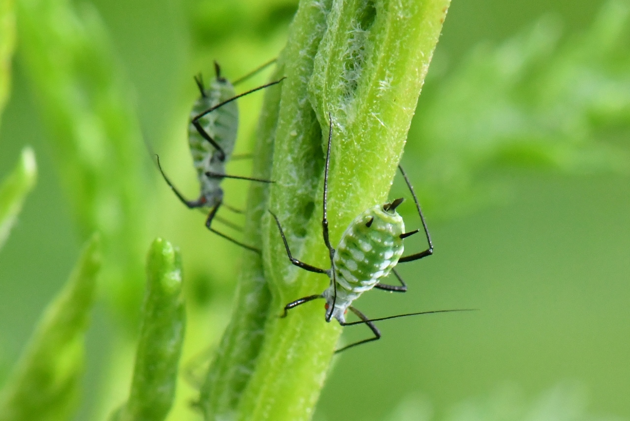 Macrosiphoniella tanacetaria (Kaltenbach, 1843) - Puceron de la Tanaisie