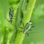 Macrosiphoniella tanacetaria (Kaltenbach, 1843) - Puceron de la Tanaisie