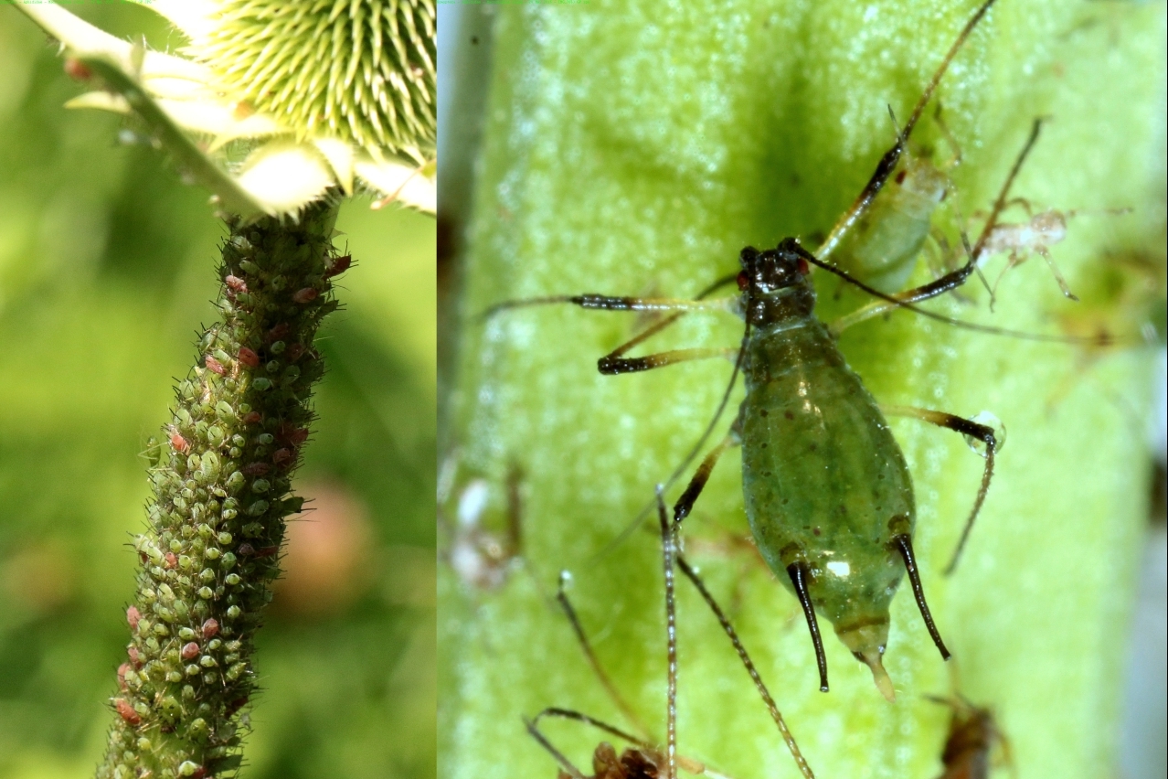 Macrosiphum rosae (Linnaeus, 1758) - Puceron vert du Rosier