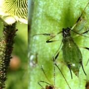 Macrosiphum rosae (Linnaeus, 1758) - Puceron vert du Rosier