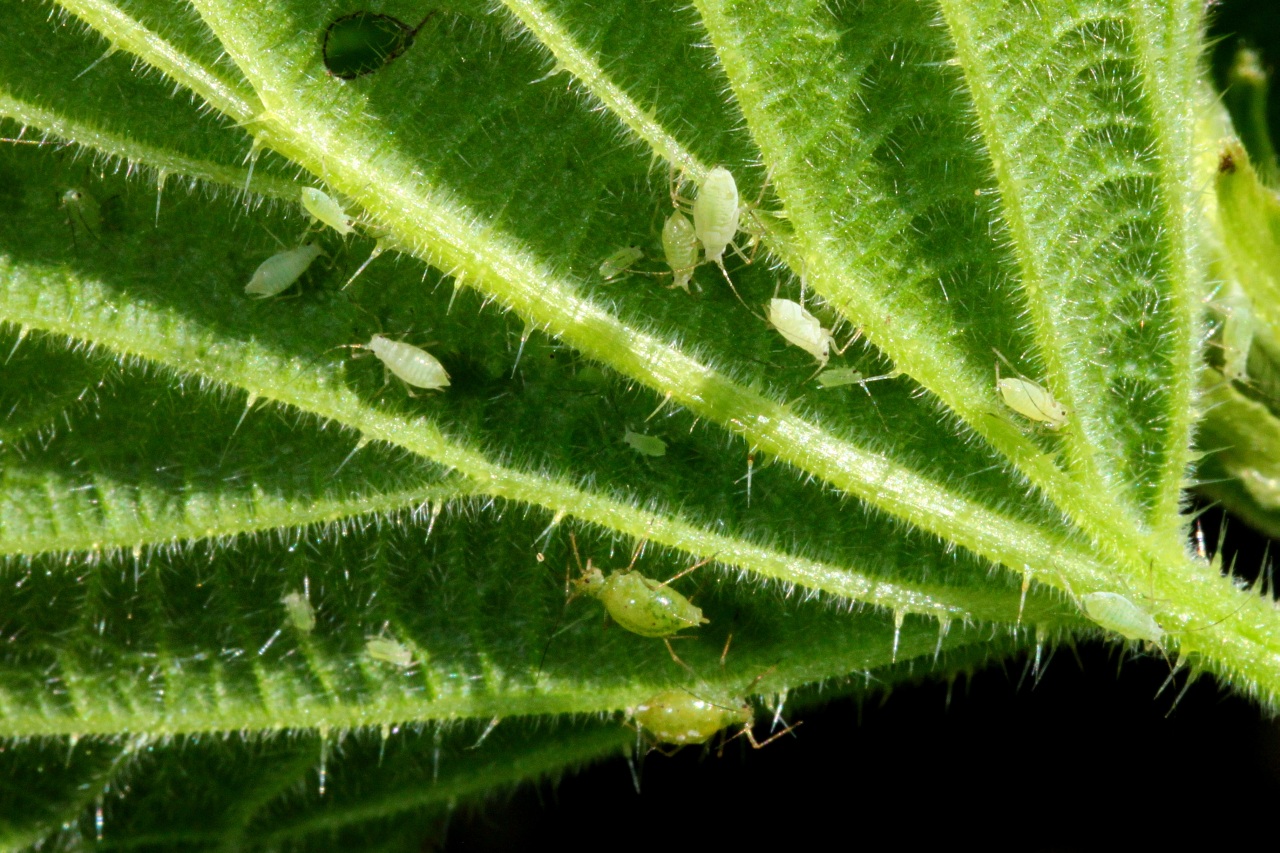 Microlophium carnosum (Buckton, 1876) - Pucerons de l'Ortie