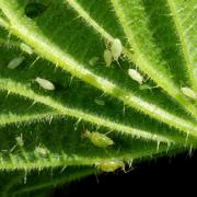 Microlophium carnosum (Buckton, 1876) - Pucerons de l'Ortie