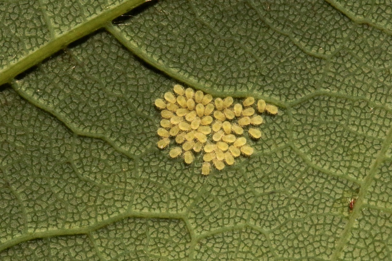 Periphyllus sp - Pucerons de l'Erable