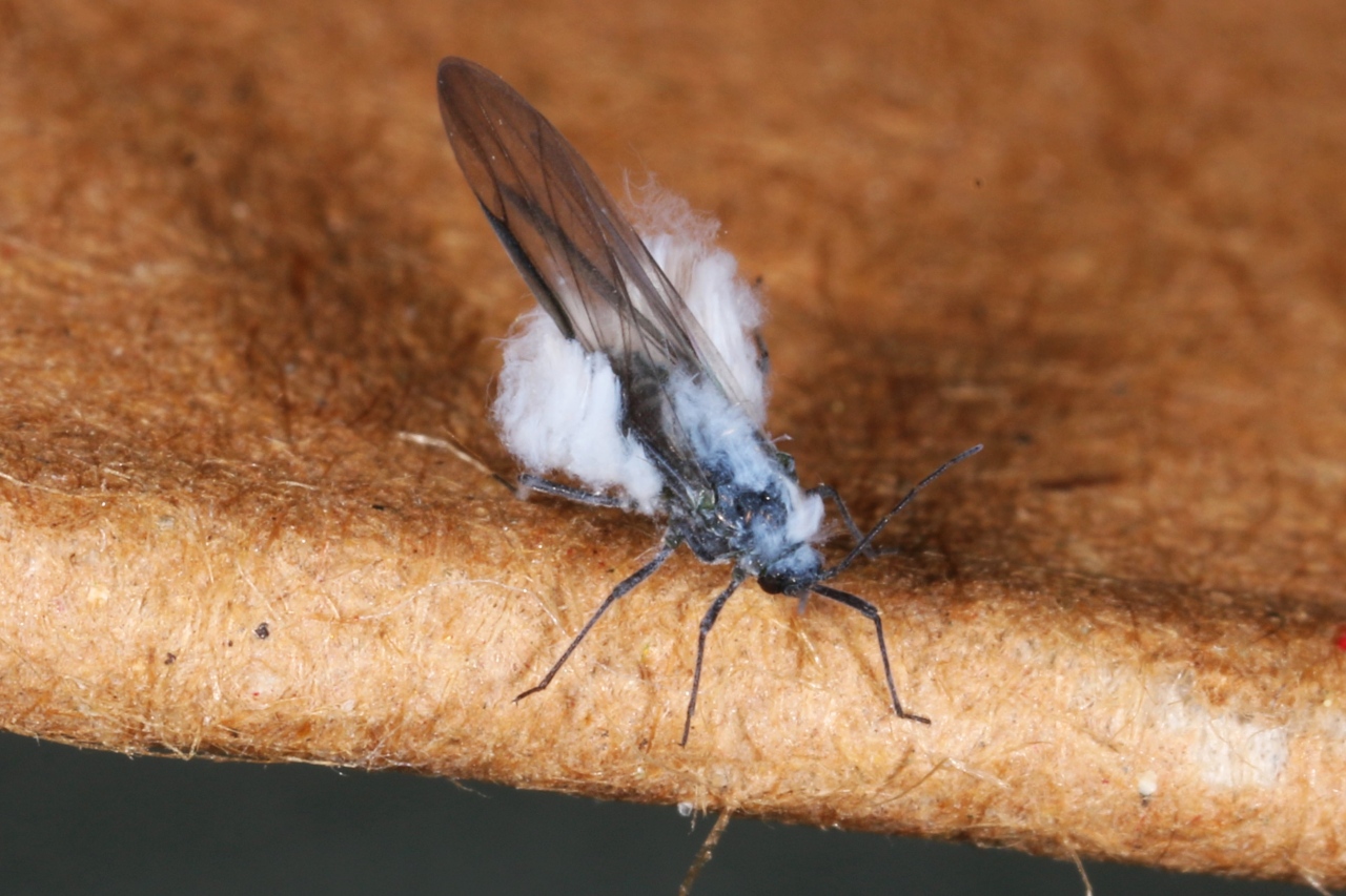 Phyllaphis fagi (Linnaeus, 1767) - Puceron laineux du Hêtre