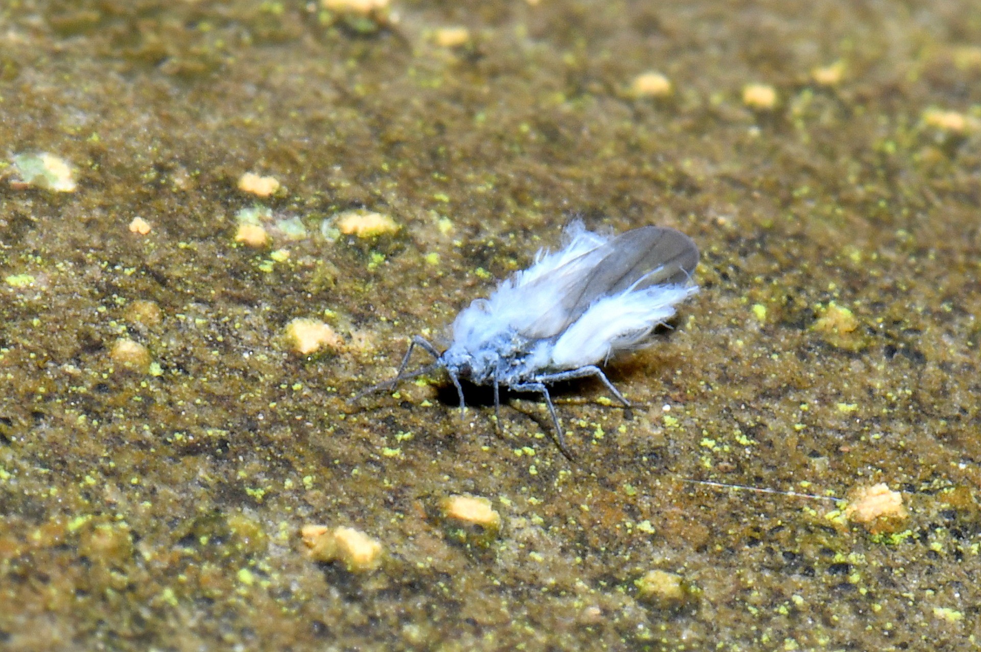 Phyllaphis fagi (Linnaeus, 1767) - Puceron laineux du Hêtre