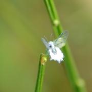 Phyllaphis fagi (Linnaeus, 1767) - Puceron laineux du Hêtre