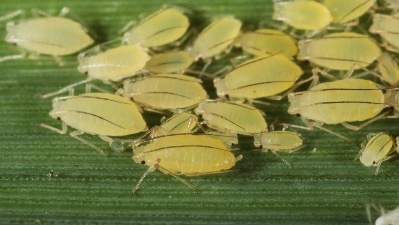 Rhopalomyzus lonicerae (Kaltenbach, 1843) - Puceron du Chèvrefeuille